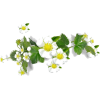 цветы - Rastline - 
