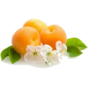 abrikos-i-ego-cvety-450x300 - Lebensmittel - 