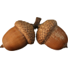 acorn - 饰品 - 