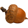 acorn - Uncategorized - 