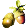 acorns - 植物 - 
