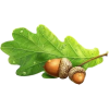 acorns - Rastline - 
