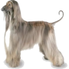 afghan-hound - Altro - 