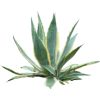 agava - Rośliny - 