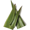 aloe plant bits - 植物 - 