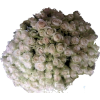 bijele ruze - Plantas - 