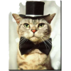 cat with hat - Zwierzęta - 