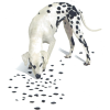 dalmatiner - 动物 - 