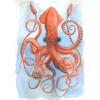 giant squid - Fundos - 