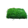 green carpet grass - Plants - 
