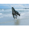 horse - Minhas fotos - 