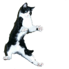 jump cat - Animais - 