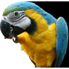 parrot - Животные - 
