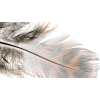 Feather - Predmeti - 