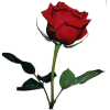 red rose - Plants - 