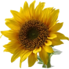 suncokret - Растения - 