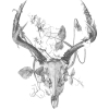 animal skull bone drawing - Rascunhos - 