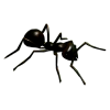 Ant Black - Animais - 