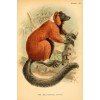 antique ruffled lemur plate - イラスト - 