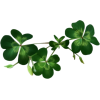 a plant - Pflanzen - 