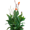 a plant - Biljke - 
