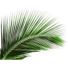 a plant - Rastline - 