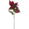 a poinsettia burgundy - 植物 - 