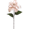 a poinsettia flower - Pflanzen - 