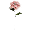 a poinsettia flower - Plants - 