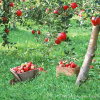 apples - Background - 