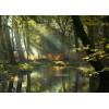 a river forest - Nature - 