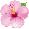 asia12 (flowers) - Pflanzen - 