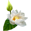 asia12 (flowers) - Pflanzen - 