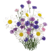 asia12 (flowers) - Plants - 