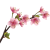asia12 (flowers) - Biljke - 