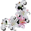 asia12 (flowers) - 植物 - 