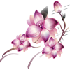 asia12 (flowers) - Plants - 