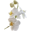 asia12 (flowers) - Растения - 