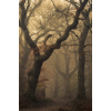 autum mystery photo - Uncategorized - 