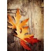 autumn - Priroda - 