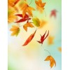 autumn background - 背景 - 