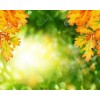 autumn background - Pozadine - 