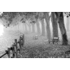 autumn black & white photo - Uncategorized - 