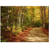 autumn forest - Priroda - 