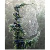 autumn? forest and spiderweb - Natur - 