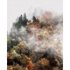 autumn forest in the mist - 自然 - 