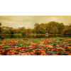 autumn in london - Natur - 