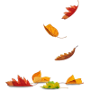 autumn leaves - Natur - 