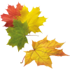 autumn leaves - Biljke - 