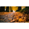 autumn leaves forest - Uncategorized - 